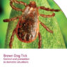 Brown Dog Tick: Control and prevention in domestic situations
