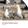 Pest control procedures manual: Urban gulls