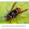 Asian hornet awareness and identification