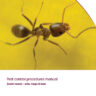 Pest control procedures manual: Social insects - ants, wasps & bees