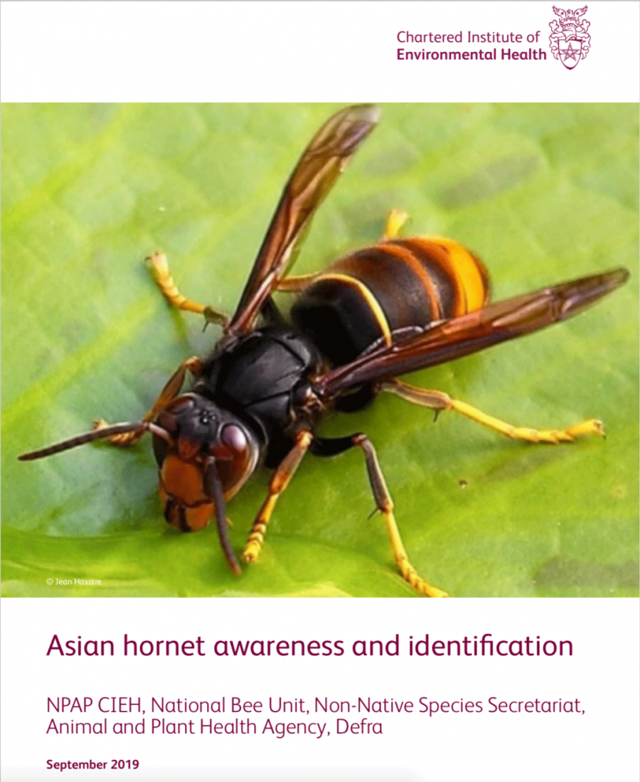 Asian hornet awareness and identification