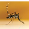 Management of invasive species of mosquitoes